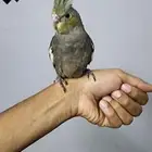 ببغاء كروان هدد