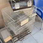 اقفاص طيور