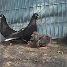 حمام قطايف اسود مذيل