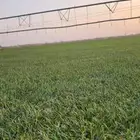 ثيل(نجيله) سي2000 درجه أولى خالي من الخلط