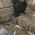دجاجة كوشن