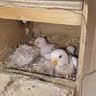 السلام عليكم يوجد اربعه فروخ روز البينو