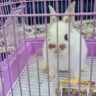 أرنب هولندي لون جميل