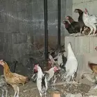 ديكه ديكوك بلدي للبيع