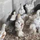 فروخ براهما العمر شهرين تقريبا