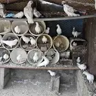 حمام بلدي للبيع