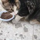قط للتبني هجين مين كون