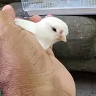 كناري ذكر هولندي