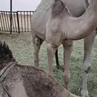 قعود للبيع