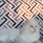 قط سكوتش فولد للبيع