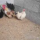 دجاج جبنيز