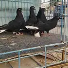 قطايف مذيلات