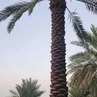 يتوفر لدينا نقابل نخل من 5 متر إلى 8