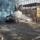 حمام باكستاني