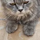 قطه شيرازية 500 تحت السوم