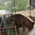 ابها رجال ألمع