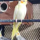 كروان للبيع جمله وتفريد