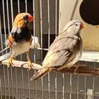 للبيع جوز زيبرا طفره