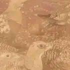 قطا نغاق طيور طير