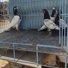 حمام باكستاني تيدي