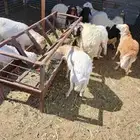 جذعان للبيع