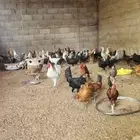 دجاج للبيع