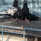 حمام باكستاني رام بوري