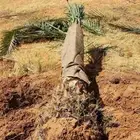 قلع وغرس وزراعه جميع انواع النخل توريد وزراعه جميع انواع