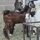 ثلاث تيوس للبيع
