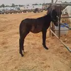 للبيع مهر ادهم واهو