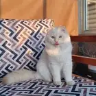 قط سكوتش للبيع