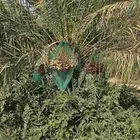ثمرة نخل خضري واخلاص للبيع