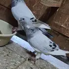 حمام سوري أبلق