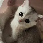 كيتن سكوتش استريت شانشيلا