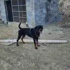 كلب حراسه شرس للبيع العمر حدود سنتين روت