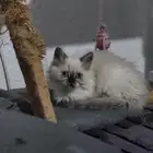 قطط