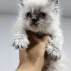 قطط