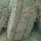 برسيم صافي