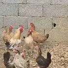 دجاج بلدي بياض