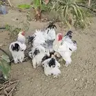 ديوك براهاما للبيع احجام كبيره