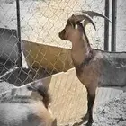 هجين ولد وعل