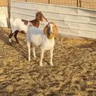 معزا توم خوات هجين البورقوت مقنوي ونظيفة