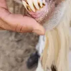 تيس جنوبي اوشح
