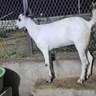 جفره