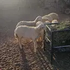 بهم رخال حريات عددها حدود 20