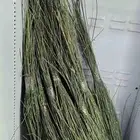 مرخ جنوبي اخضر في حي الندوه