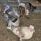 دجاج رومي للبيع