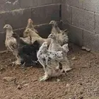 8 فروخ براهما العمر بين 3 شهور و 4 شهور