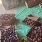 عمال صرام تمر