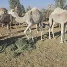 قعدان قصب بها 5 بكار